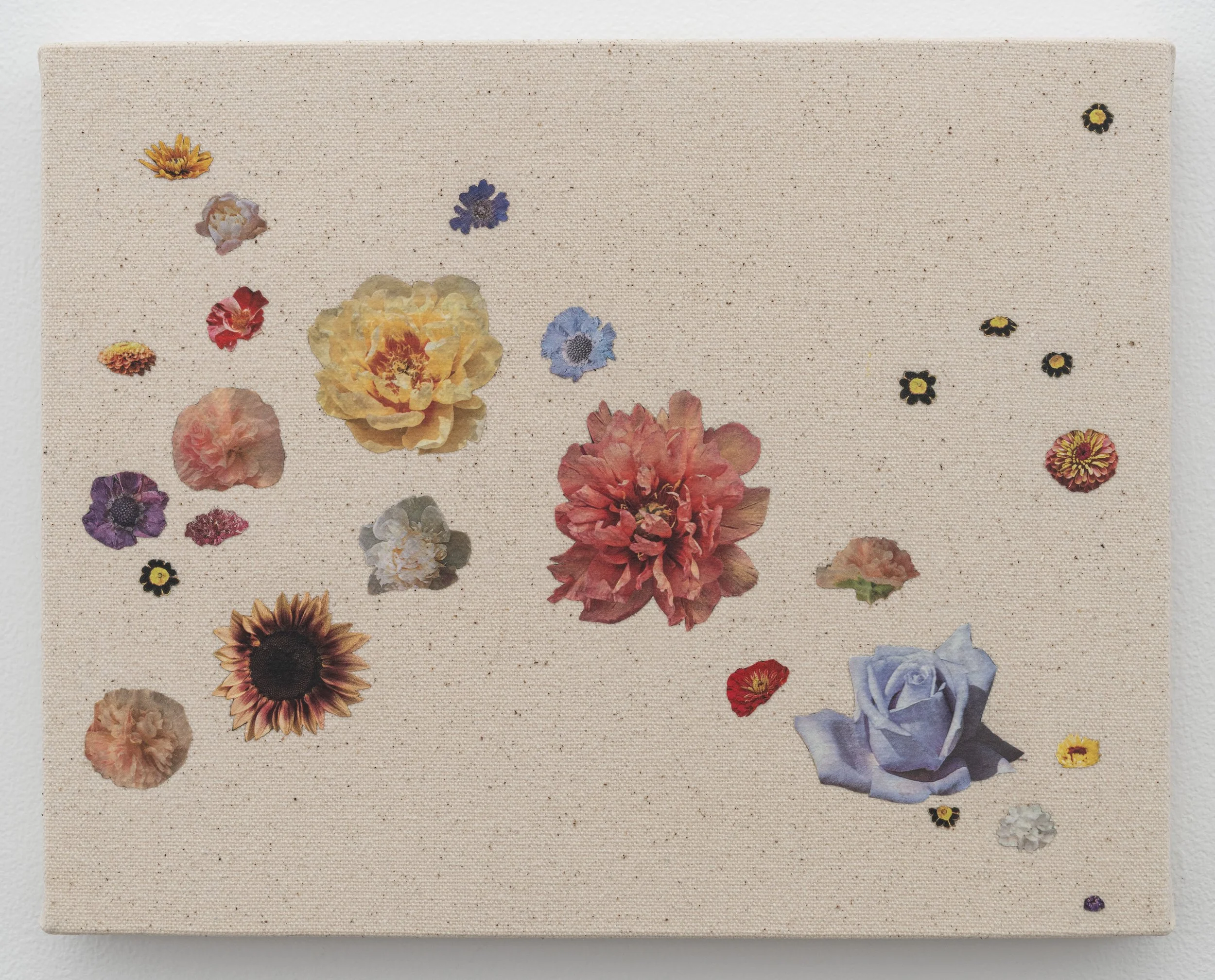   Lana , 2026, seed catalog, PVA, and UV varnish on canvas, 8 x 10 in (20.3 x 25.4 cm) 