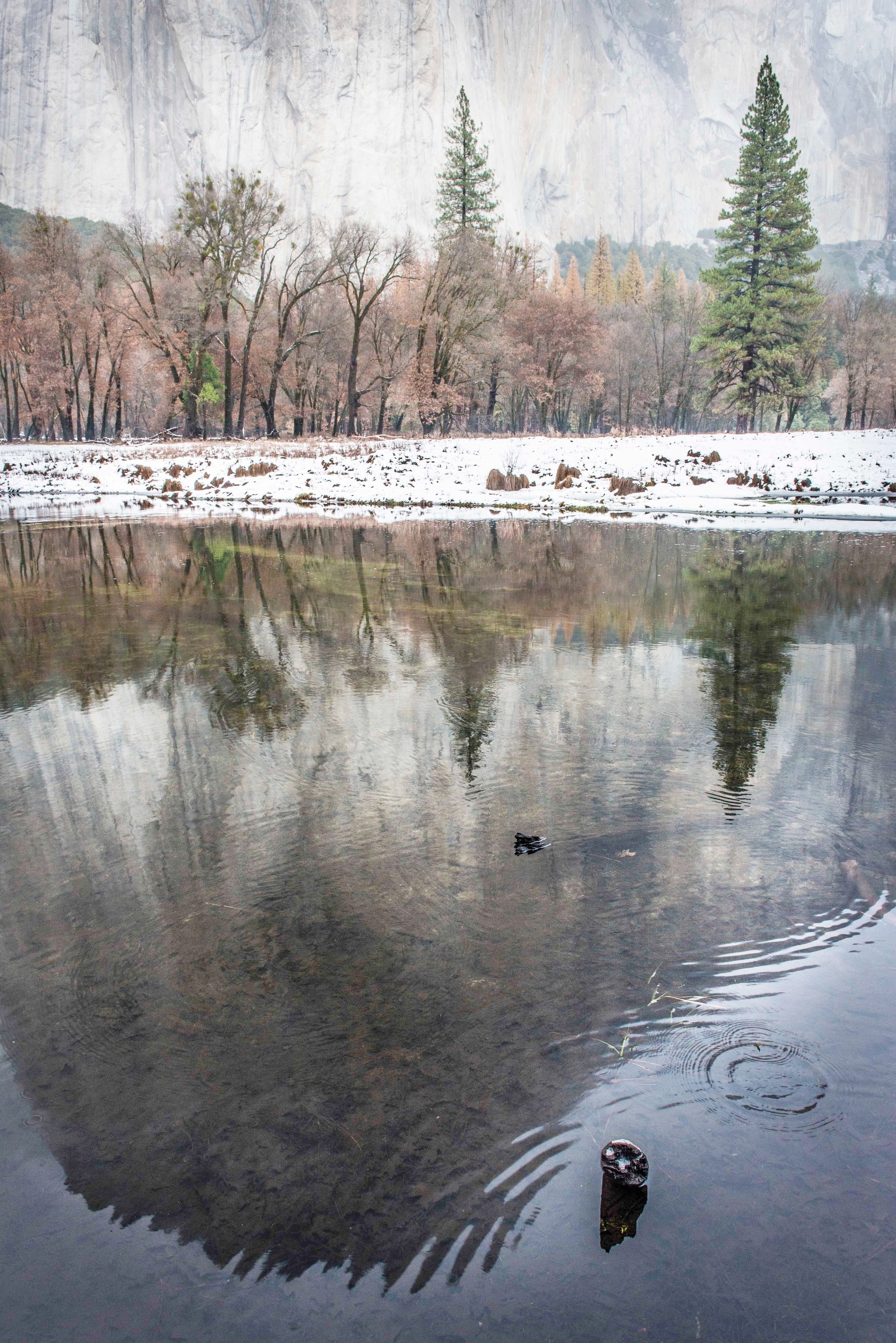 El Capitan, Reflection, Merced River, Yosemite