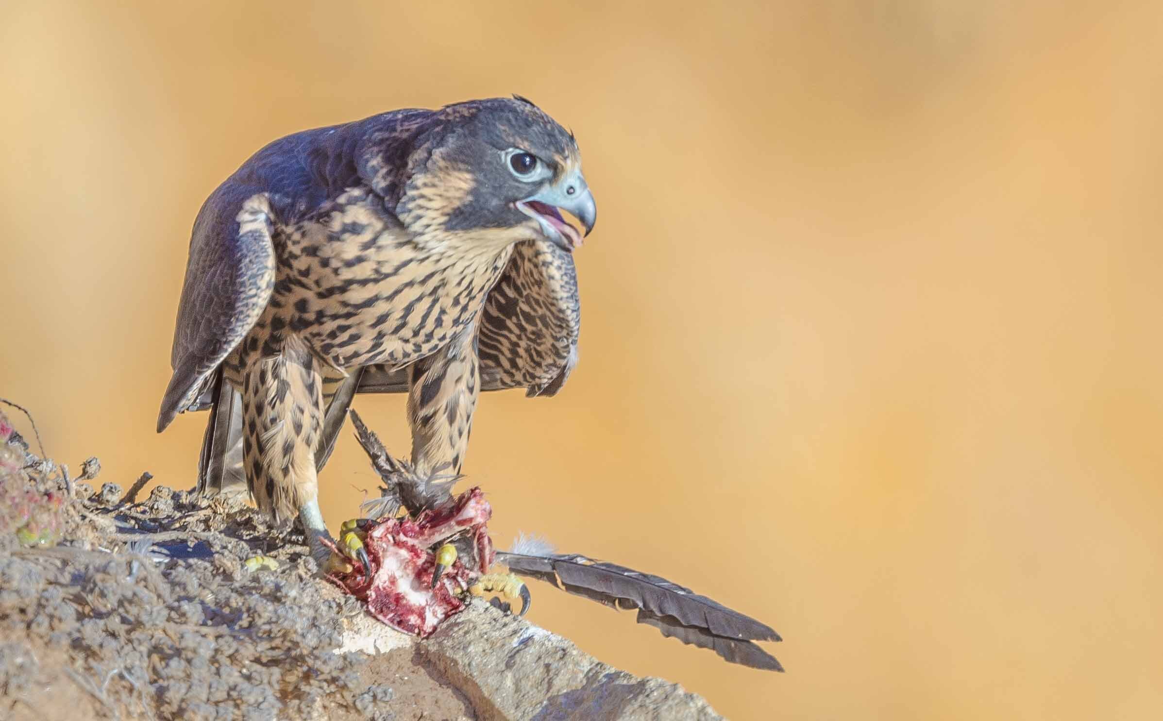 Peregrine Falcon, juvenile, with prey, Point Vicente, Palos Verdes