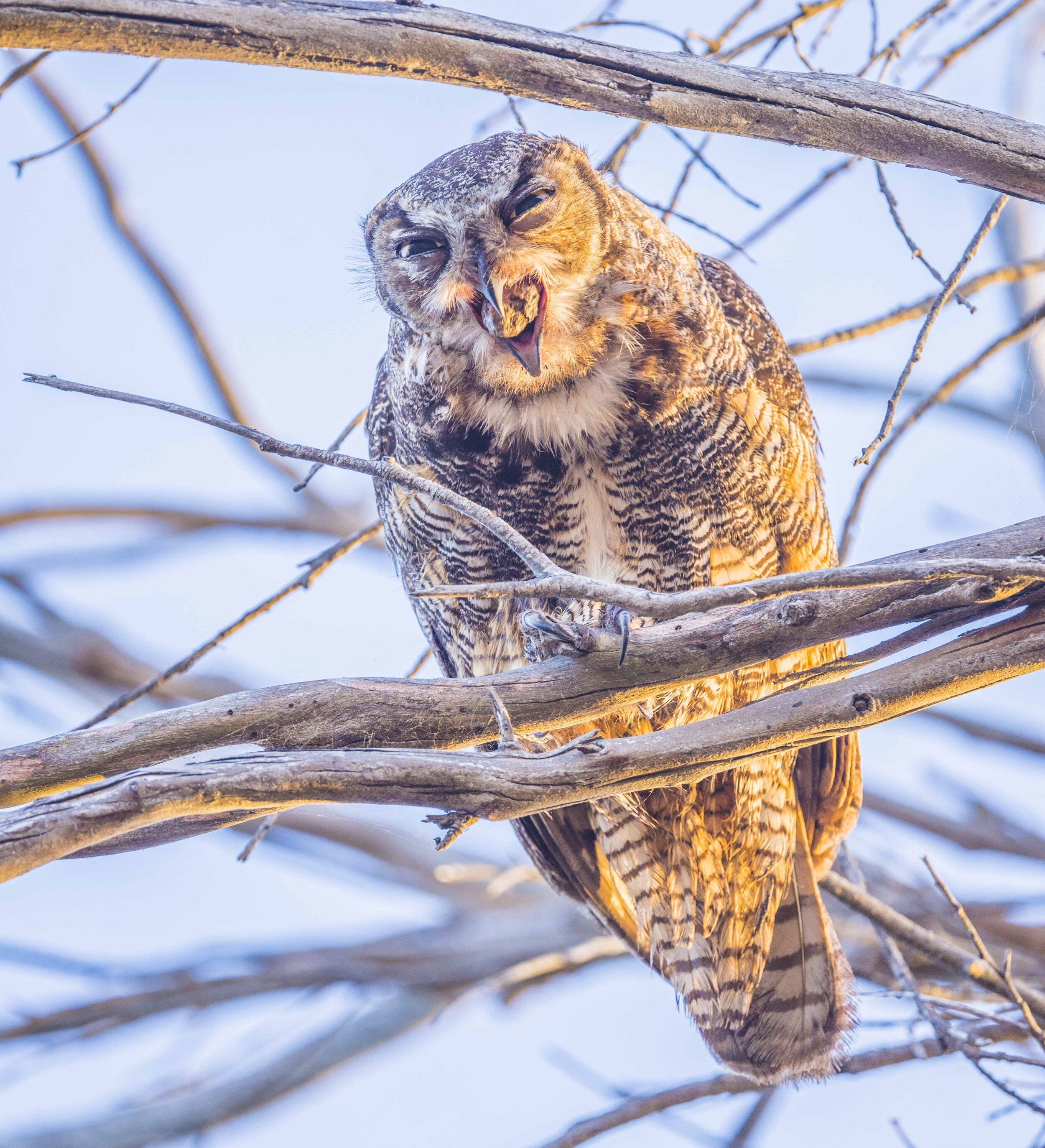 mother owl, regurgitating pellet, Bolsa Chica 