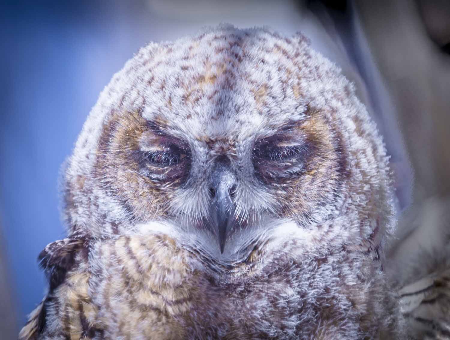 Owlet, dozing 