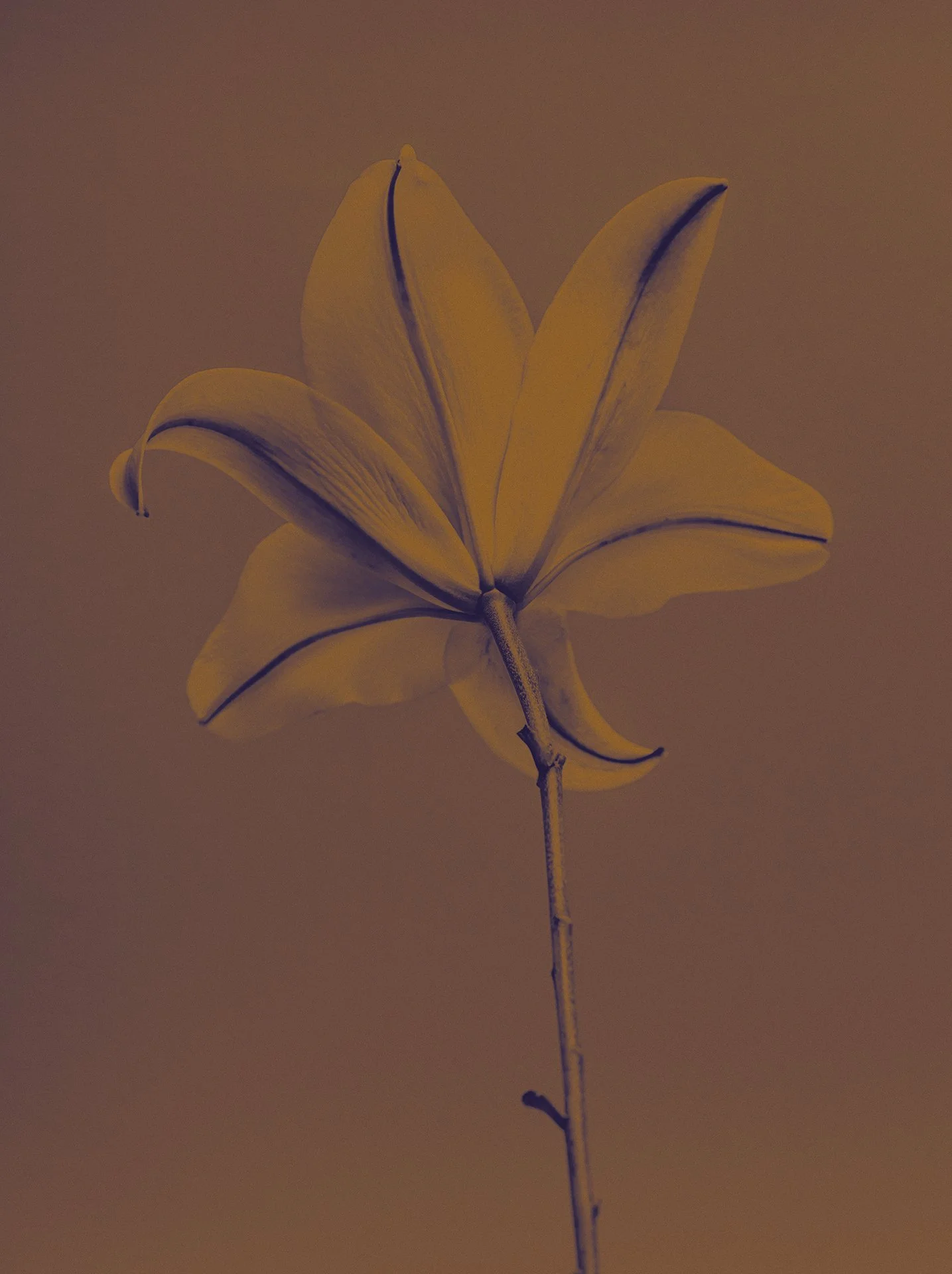 1BS-102a_680x910mm.jpg