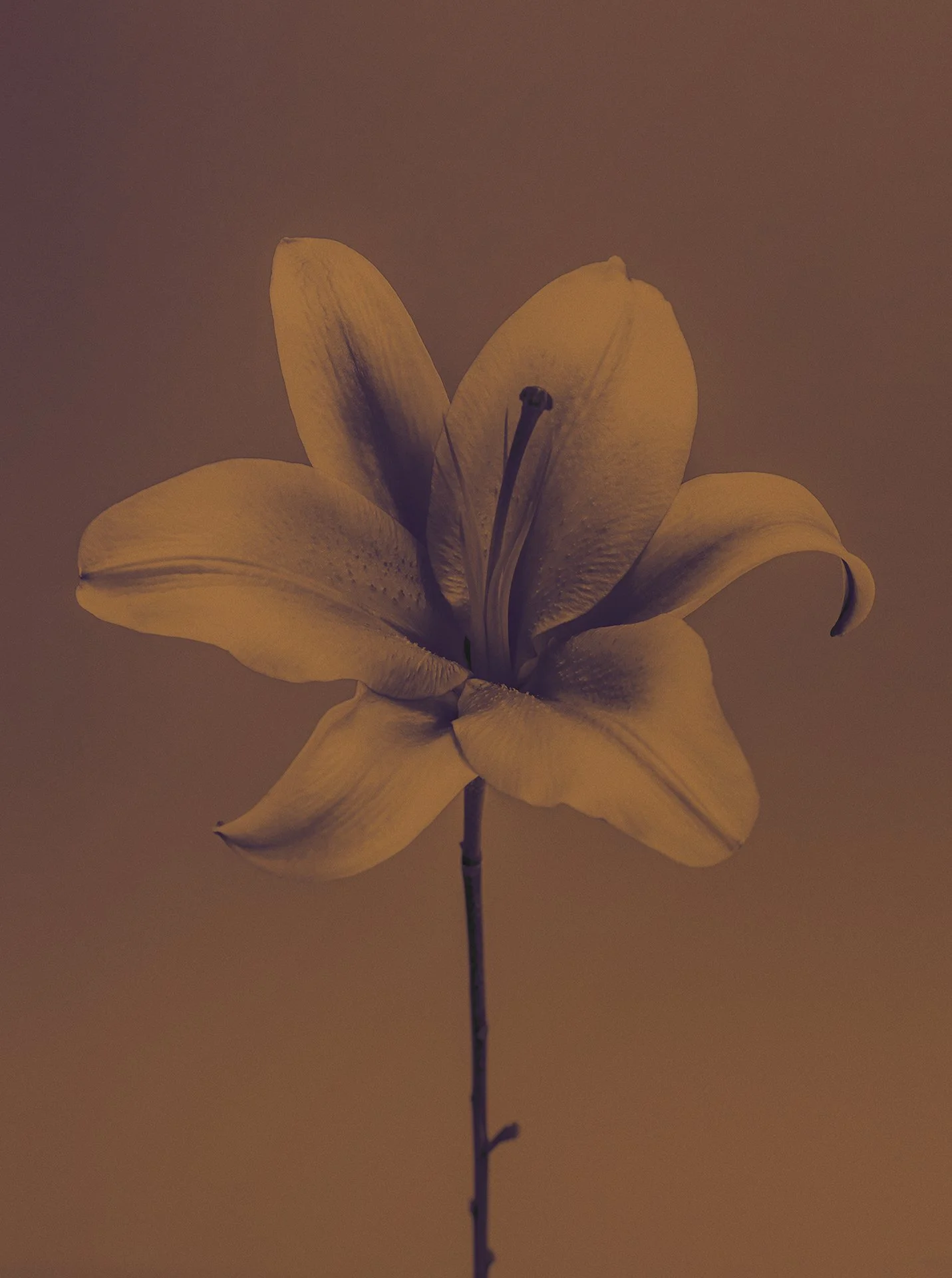 1BS-102b_790x1060mm.jpg