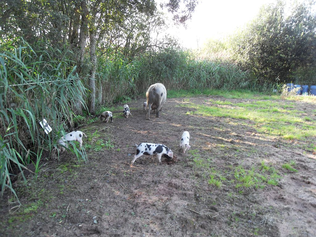 Buttons and litter enjoying a 'walk-out'
