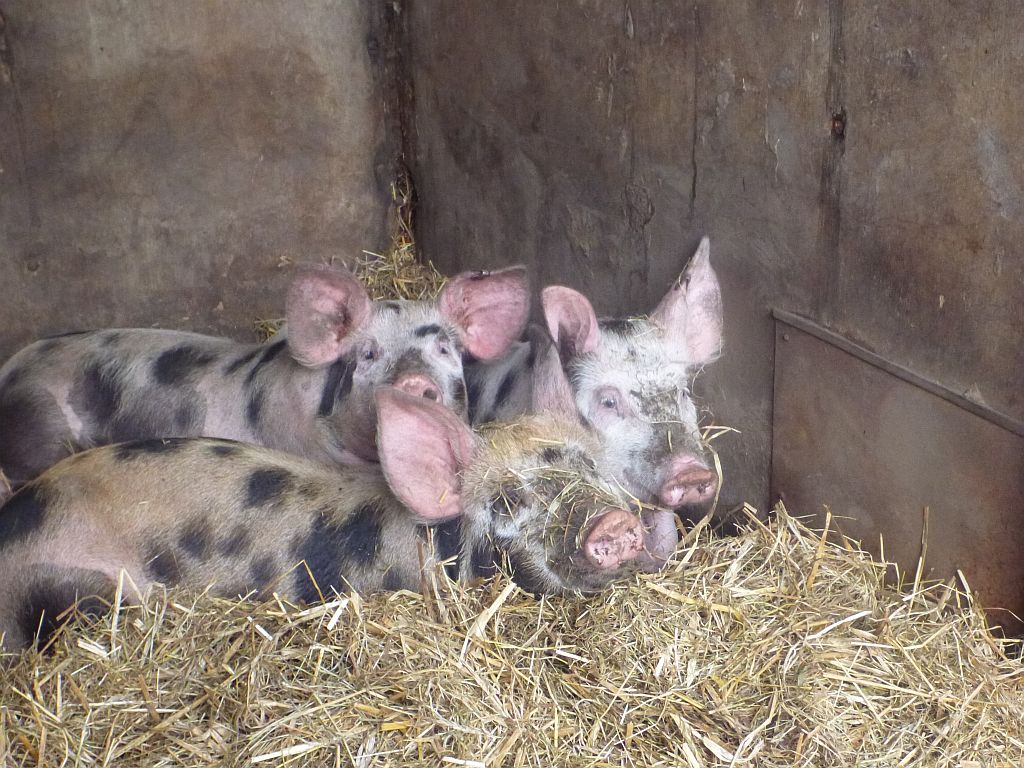 Pietrain pigs in bed!
