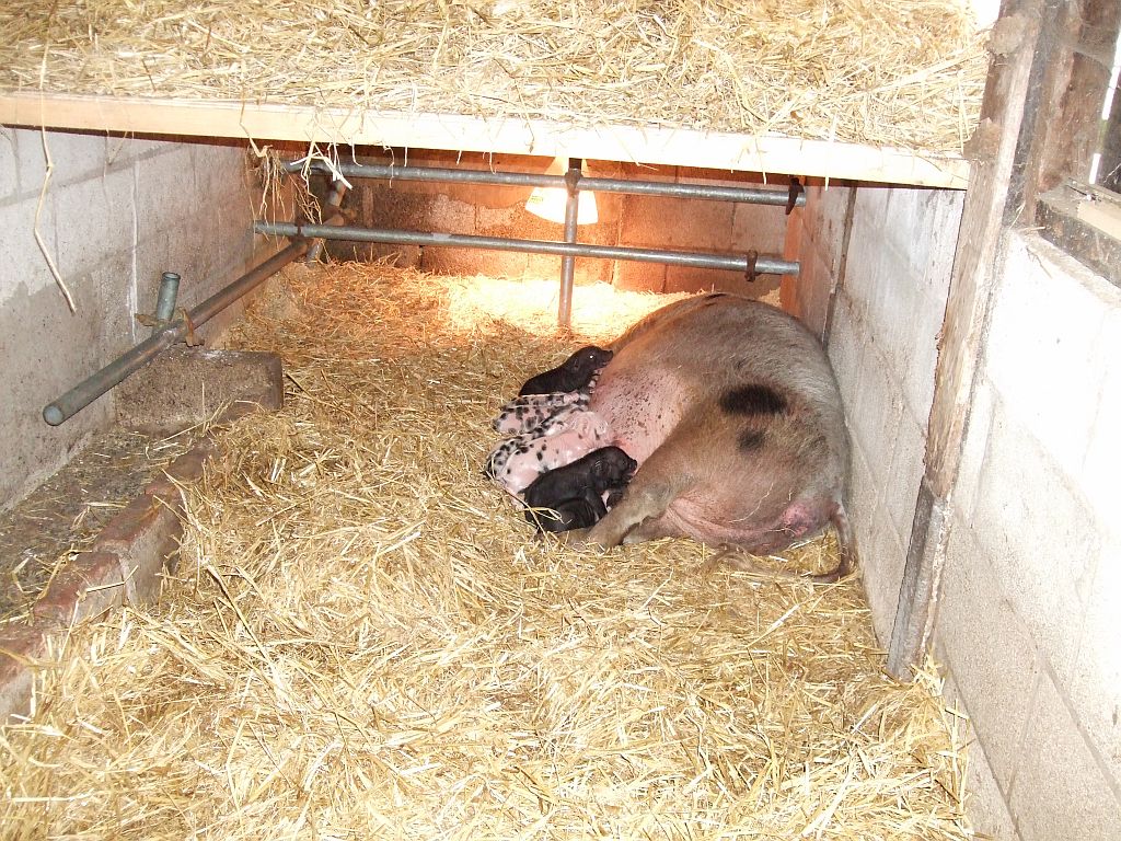 Buttons with her litter