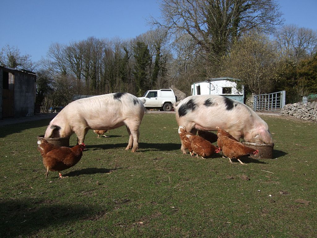 Show pigs enjoying their tea!