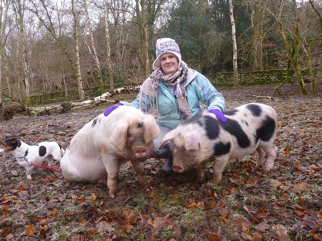 Show pigs in the woods