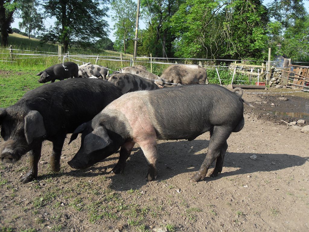 Free-range pigs