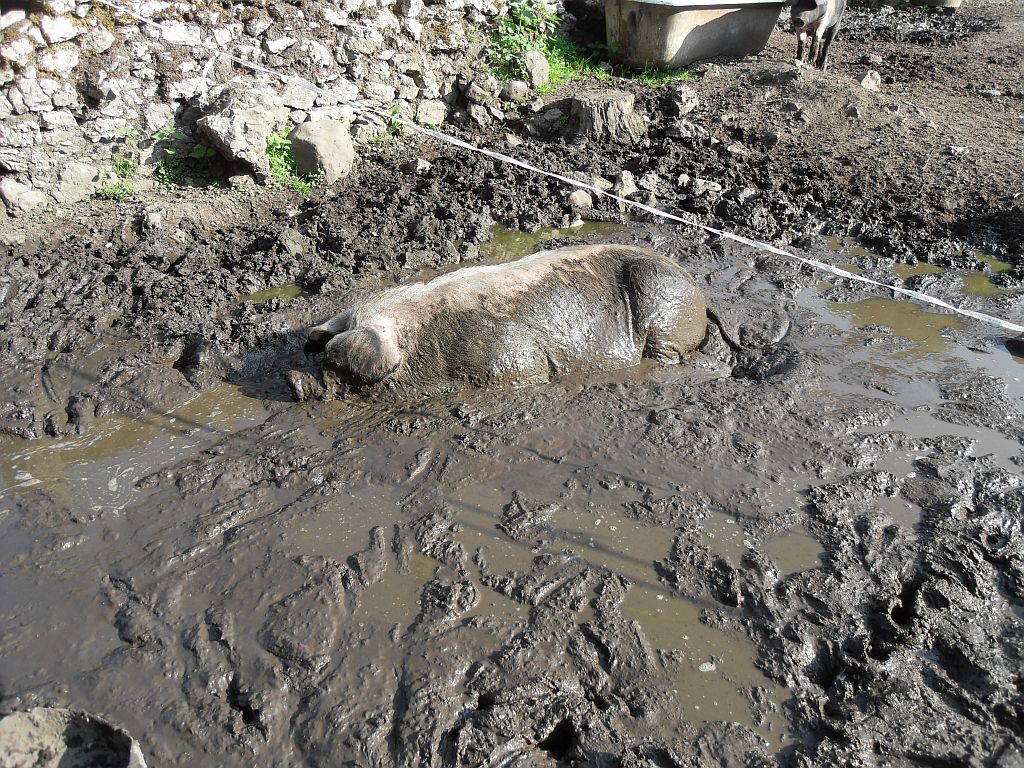 Sow enjoying a cooling mud bath