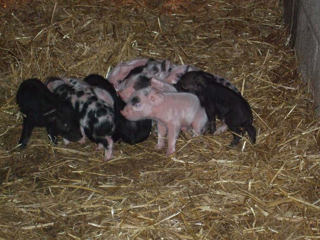 Newborn piglets