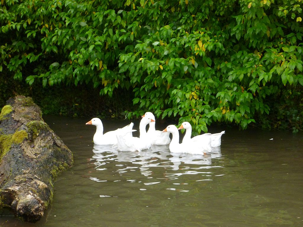 Geese enjoying a swim in the pond