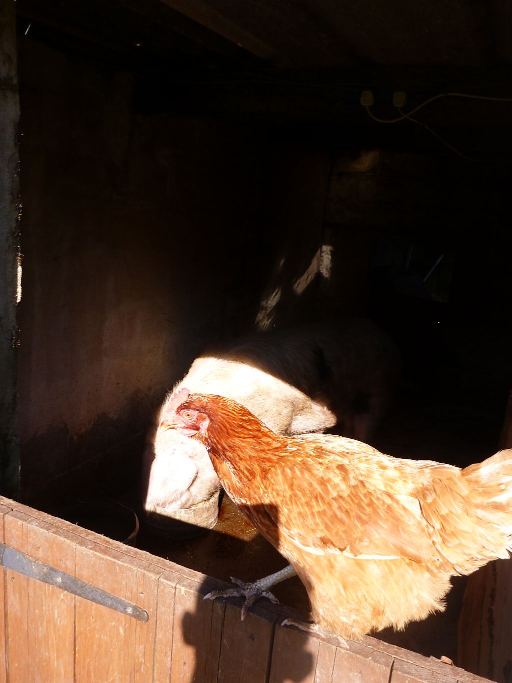 Cheeky chicken