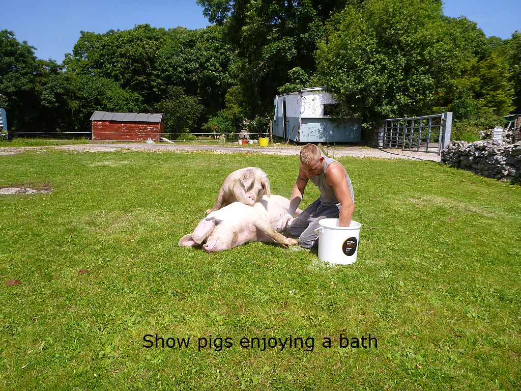 showpigs.jpg