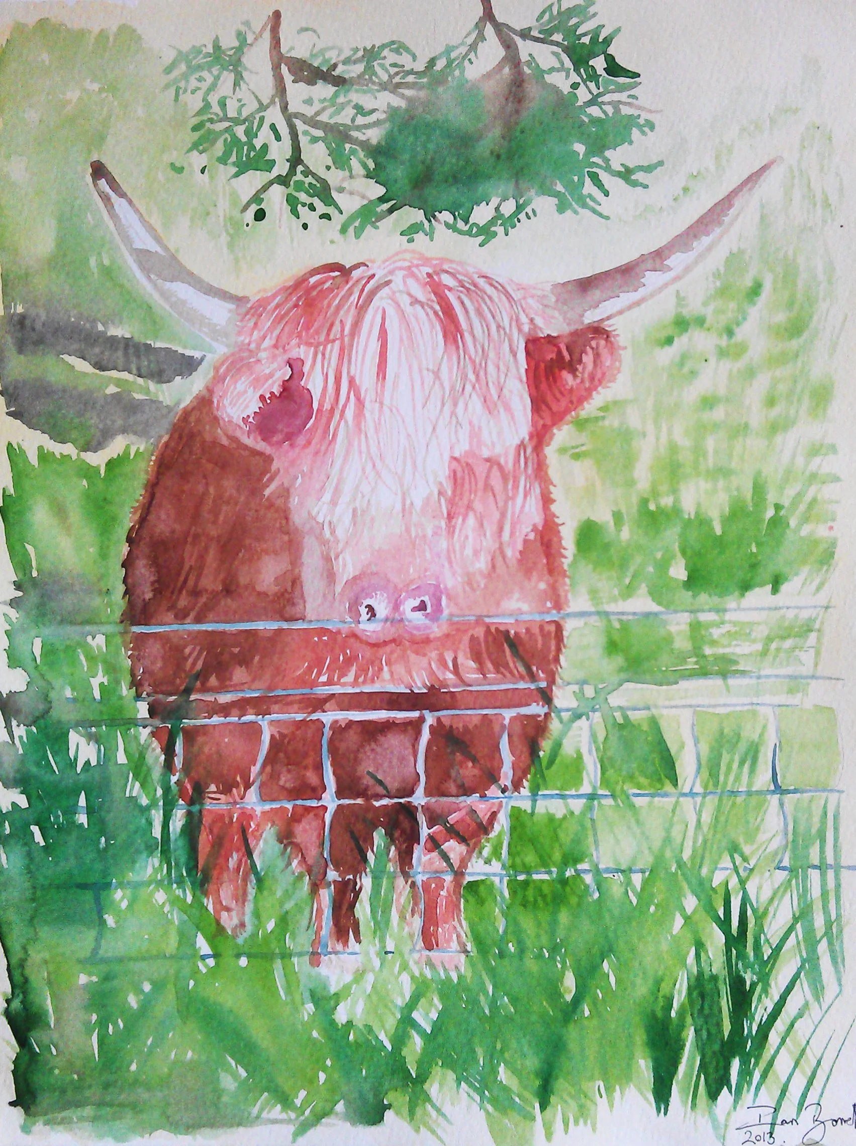 Highland Cow