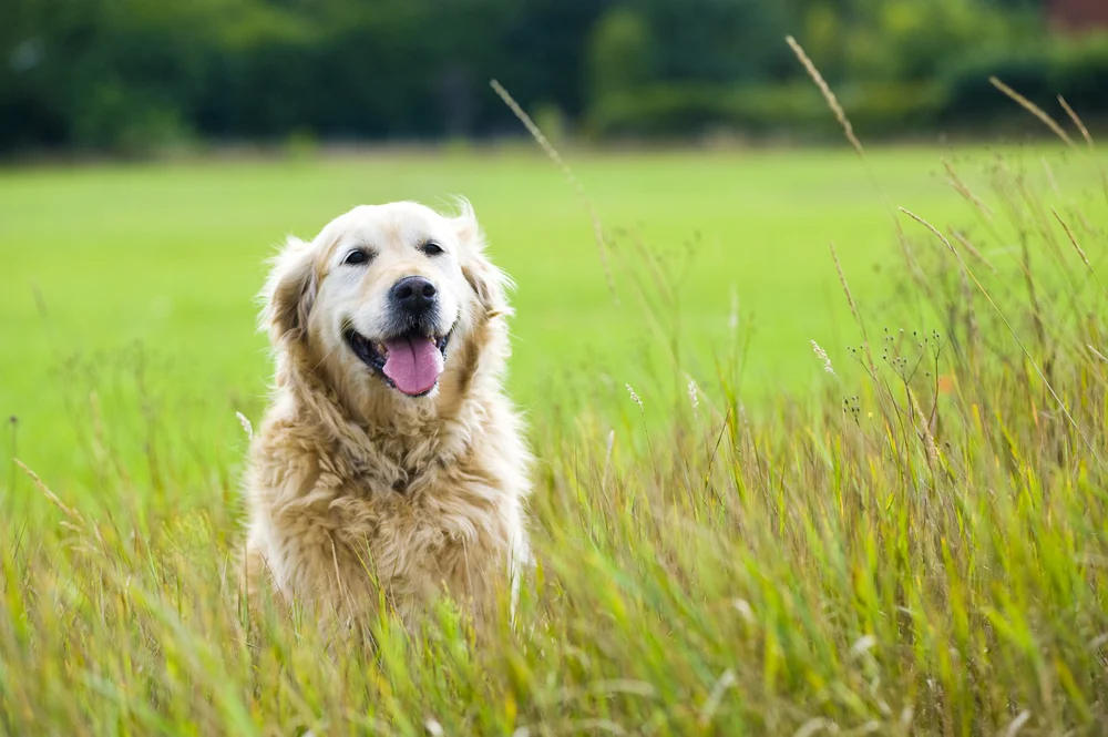 Increases range of movement and relives painful arthritis