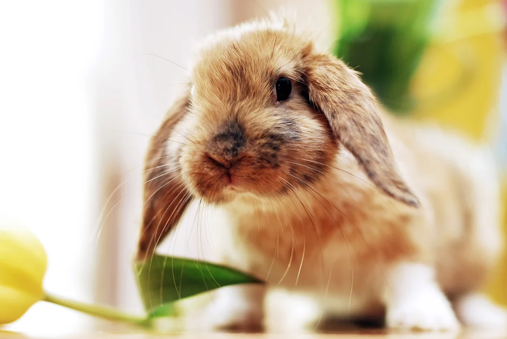 Rabbit.jpg
