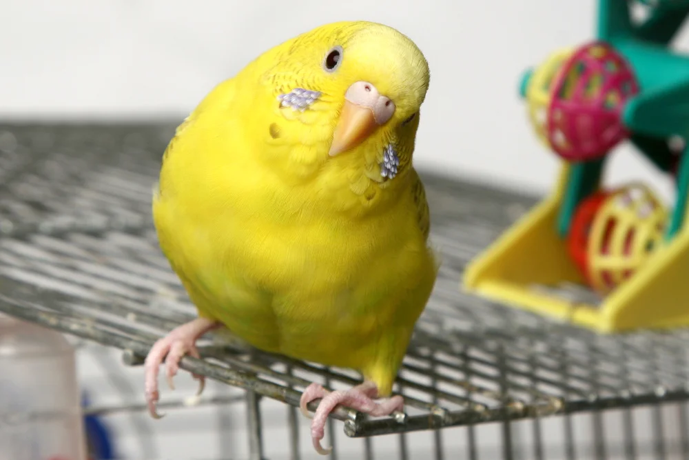 Budgie.jpg