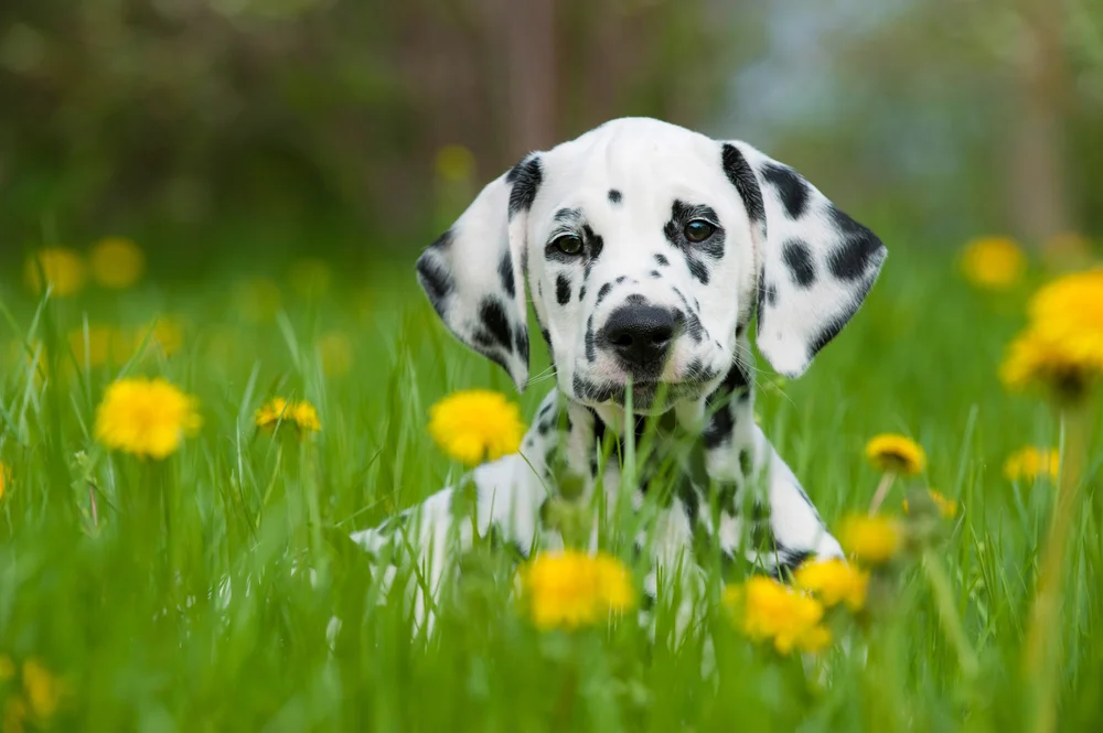 Dalmation pup.jpg