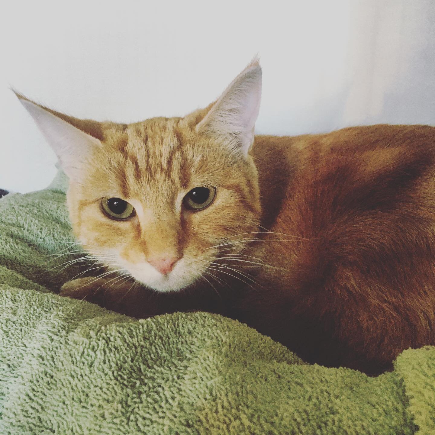 Beautiful Sebastian spent the long weekend with us, and for a newbie he did so well 🥰

Looking to go away over the Easter Weekend? We only have a few spots left!

#easterholidays #longweekend #catsofinstagram #gingercat #gingerninja #catboarding #ca