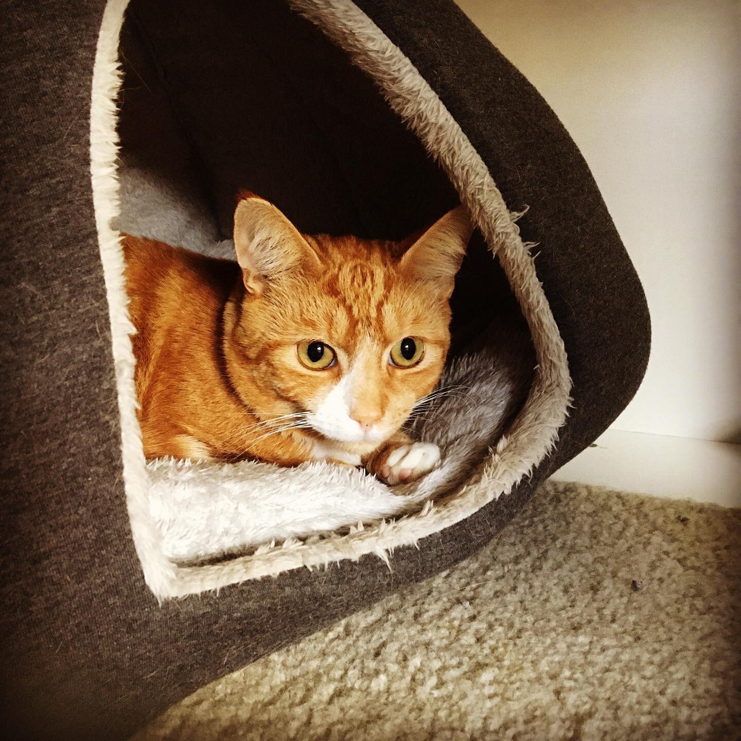 Gorgeous Snags just chillin in his igloo...

#catboarding #catsofinstagram #gingerninja #catlife #cattery #boarding