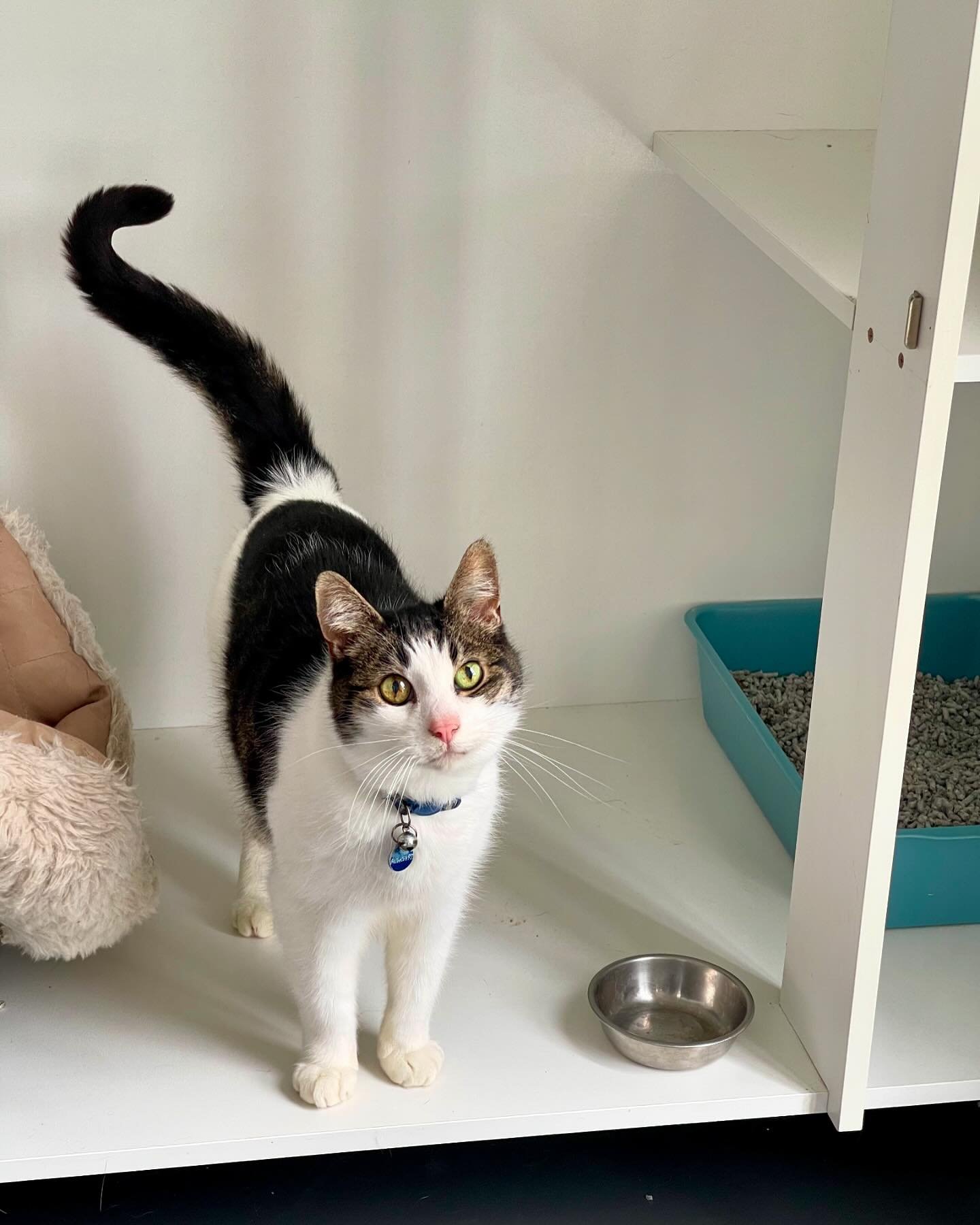 LEOPOLD 🥰

This gentle old man loves to munch on the cat grass and have a stretch out on the rug. His little mew is accompanied by the sweetest head tilt but I couldn&rsquo;t capture it in time. 

#catboarding #cattery #adelaidecat #catsofadelaide #