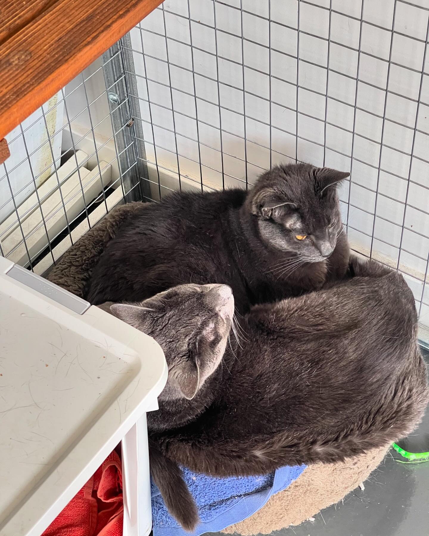 BONDED PAIRS

When asked if your cats should be boarded together or separately, and if they are bonded or not, THIS ⬆️ is generally what I mean. 

Are they siblings? Do they sleep ONTOP of one another? 😂

📷 Banjo &amp; Cleo demonstrating

#catboard
