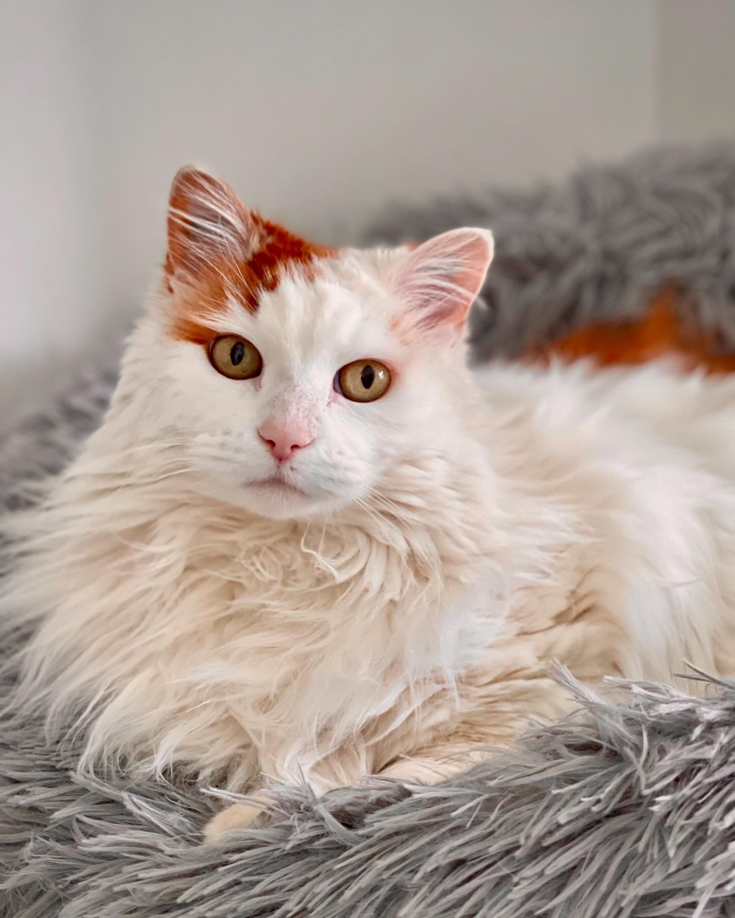 BELLA ❤️

Isn&rsquo;t she a stunner 😍

#catlover #cattery #adelaidecats #catsofadelaide #curvycat #pethotel