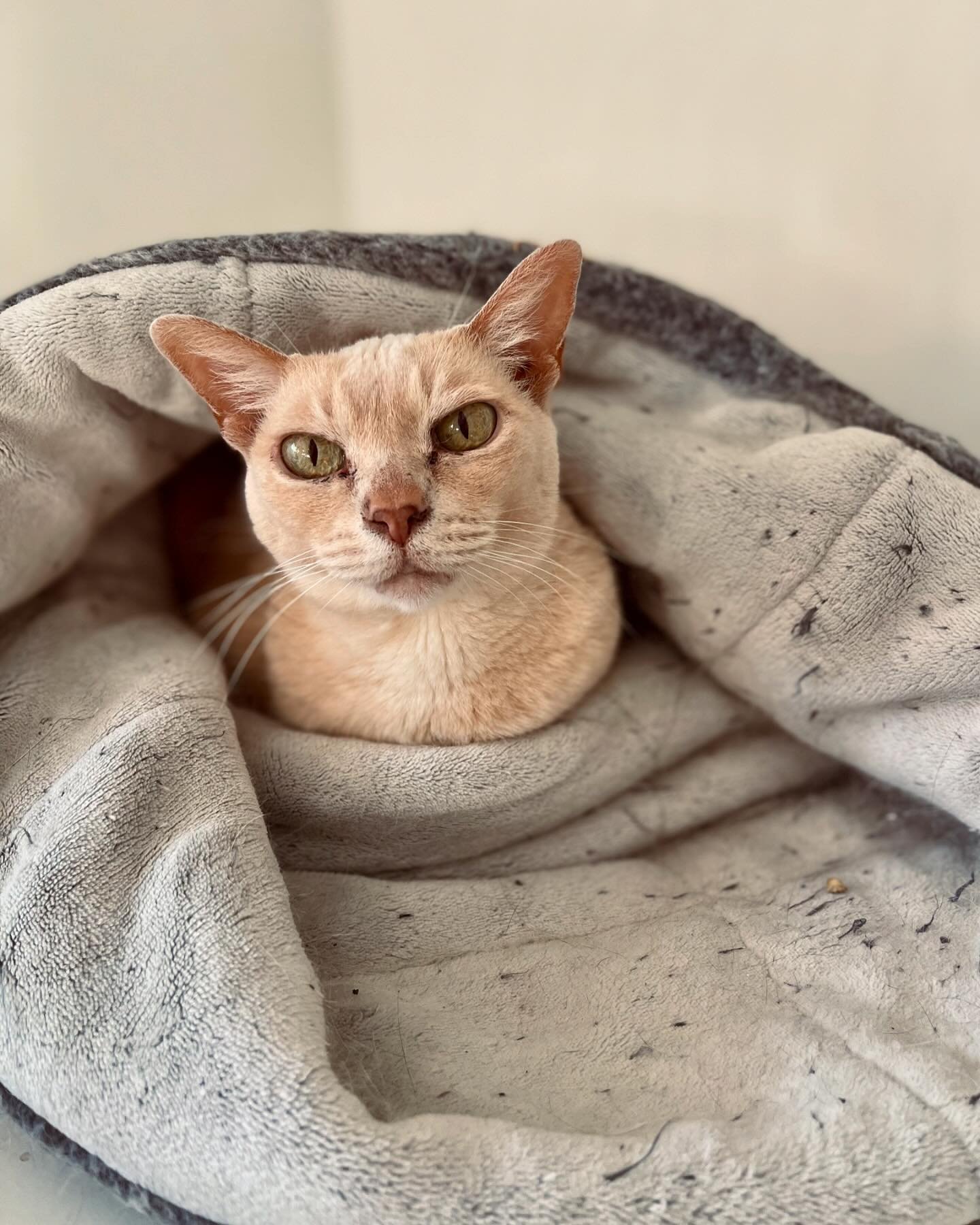 M O N E T

Snug as a bug in a rug 🐛

#catteryadelaide #cathotel #catsofadelaide #burmesecat #creamburmese #catterylife