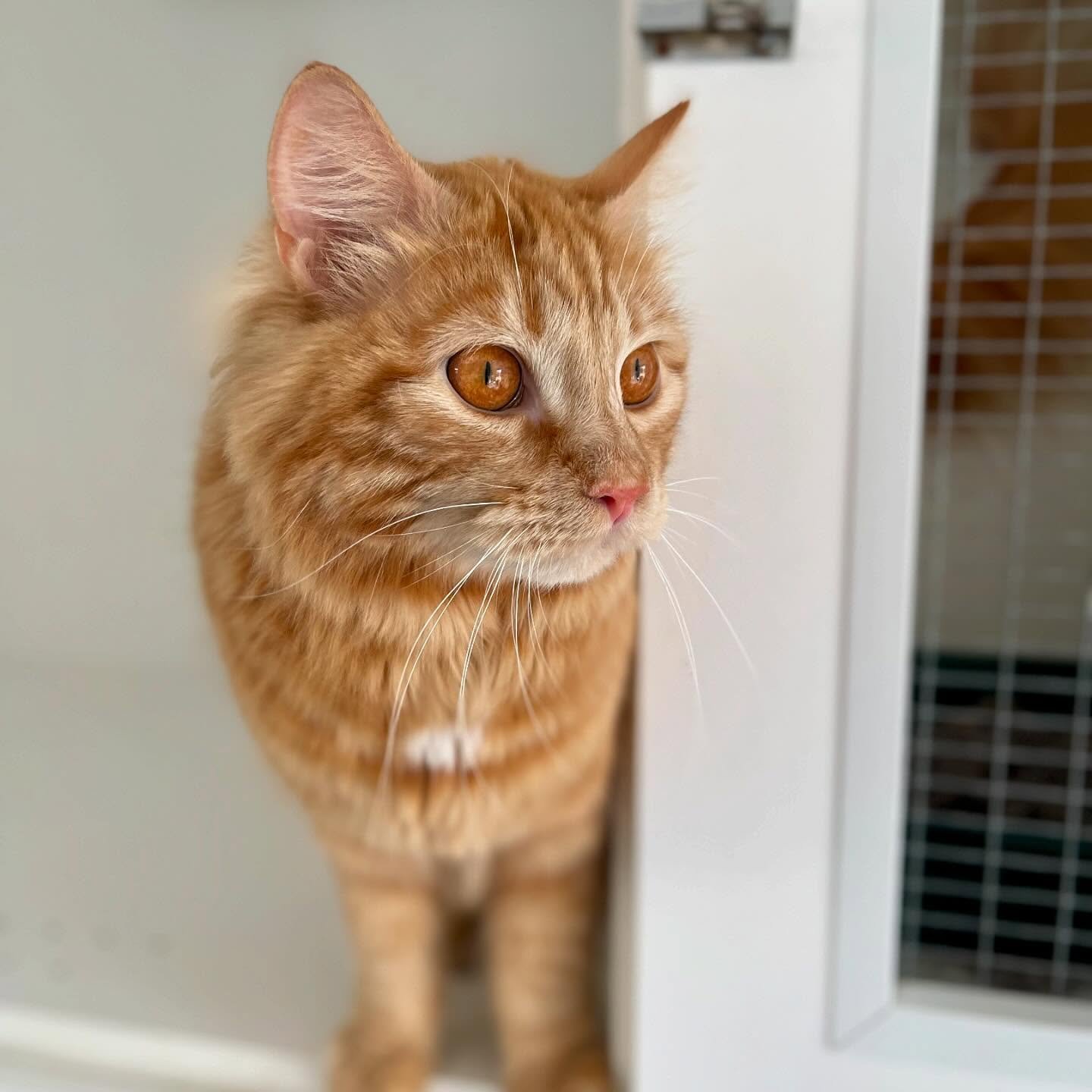 C L A N C Y 🐈

Check out this guys tiger eyes! What a beautiful cuddly ginger kitty he is. We&rsquo;ve had good fun together this week, and he&rsquo;s off home tomorrow 

#cathotel #catsofadelaide #gingerninja #gingerkitty #tigercat #pethotel #catte