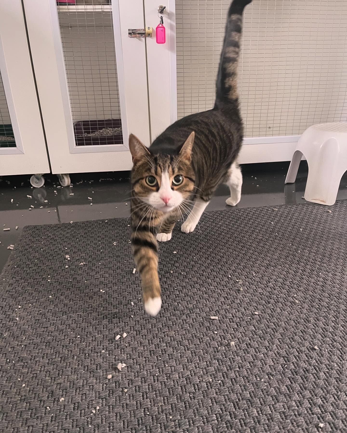 RUSTY enjoys running around the cattery and playing with his favourite mini tennis balls. 

#catterylife #catsofadelaide #catboarding #pethotel #adelaidecattery #boardingcattery