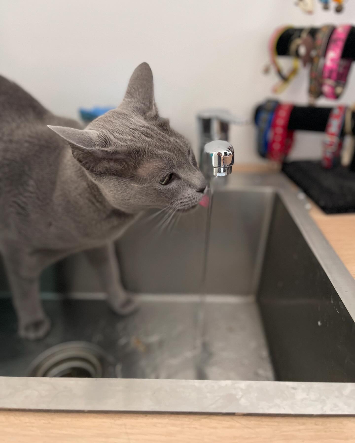 BASH enjoys playing in the sink while I&rsquo;m trying to wash the dishes 🤪

He&rsquo;s definitely a little water baby 💧

#catteryadelaide #catboardingadelaide #pethotel #catsofadelaide #russianblue #russianbluecat #watercat