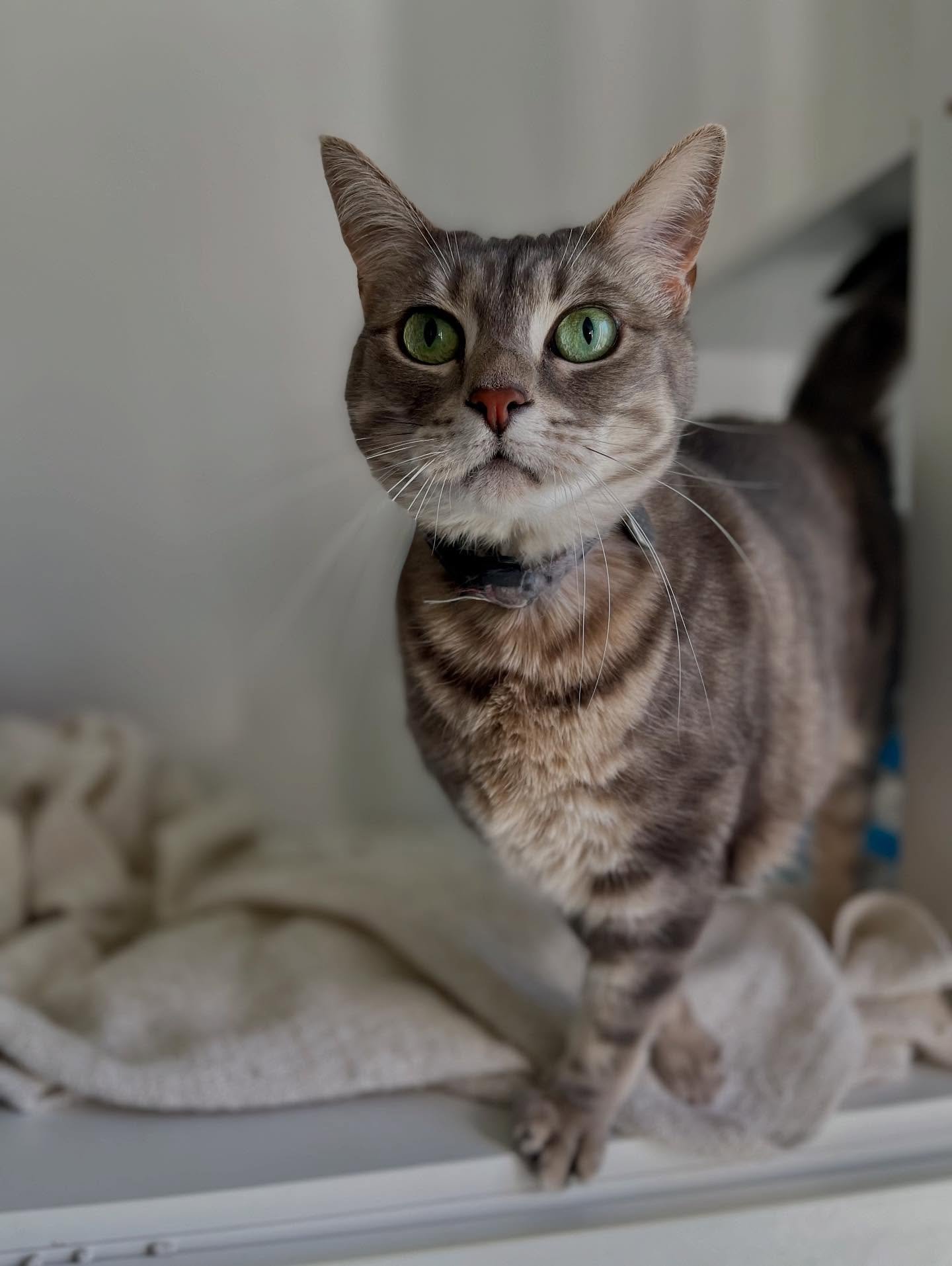 Beautiful Bella

Bella has some over grooming issues, but has settled in nice and quickly this visit. 

She&rsquo;s such a sweetie pie and so affectionate