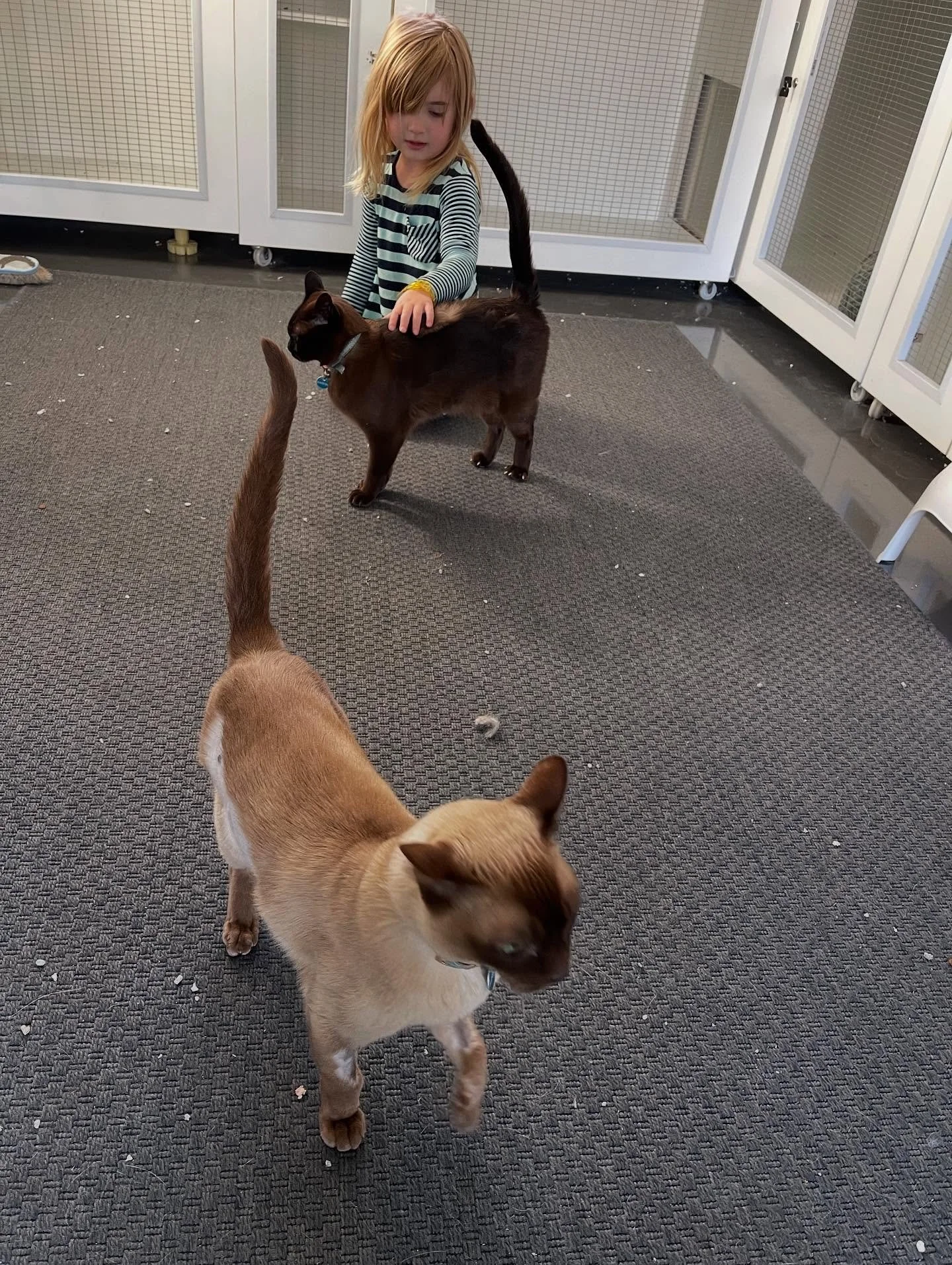 Playtime and cuddles with Miss G and the squishies; Felix &amp; Monty 😍

#burmese #squishies #catsofinstagram #adelaidecathotel #catsofadelaide #pethotel #blueprintstudios