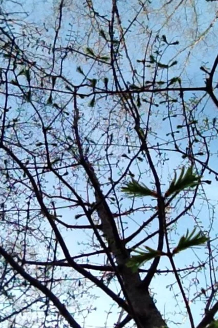 M1.JPG