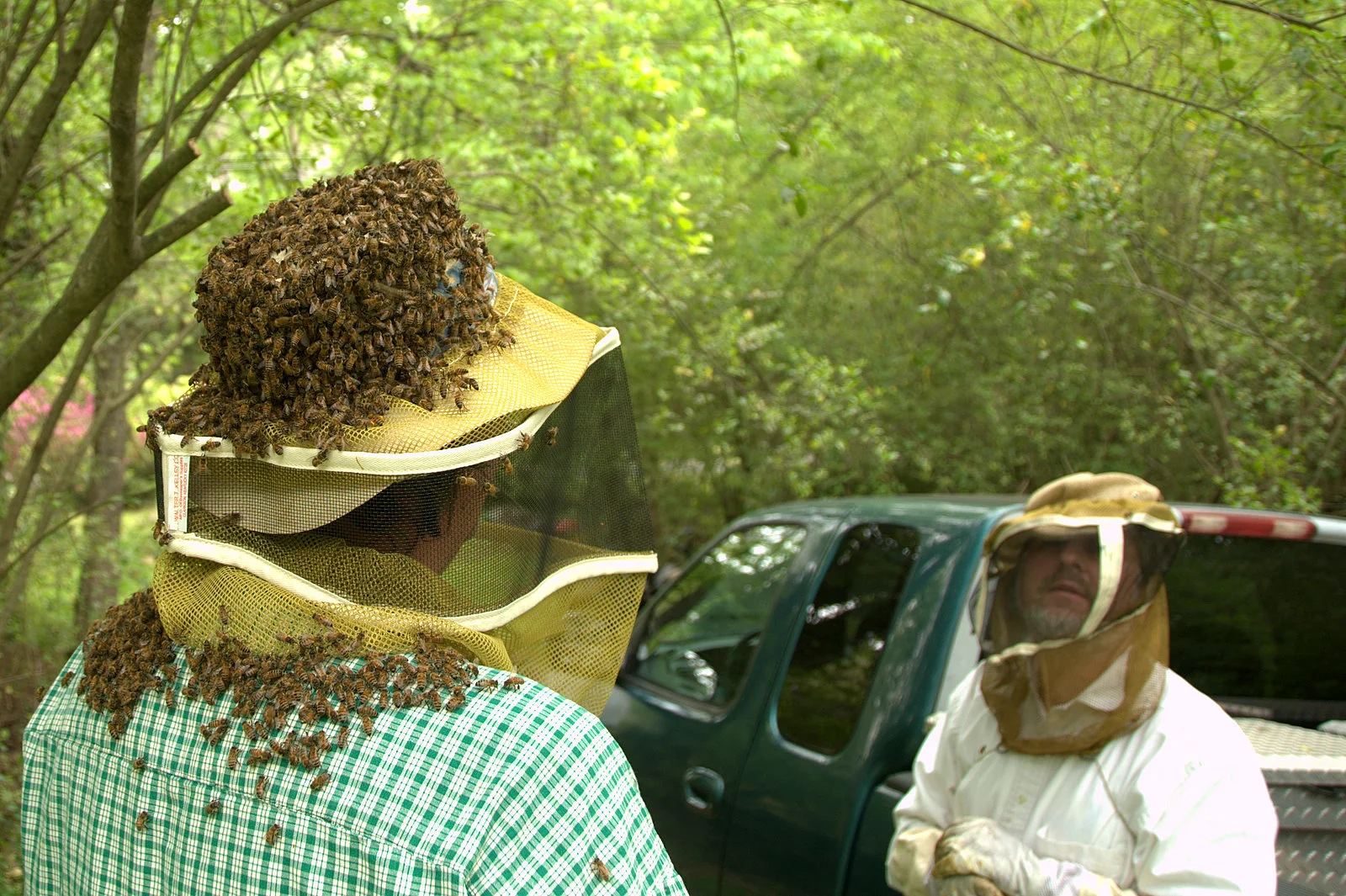 bees on a bonnet.jpg