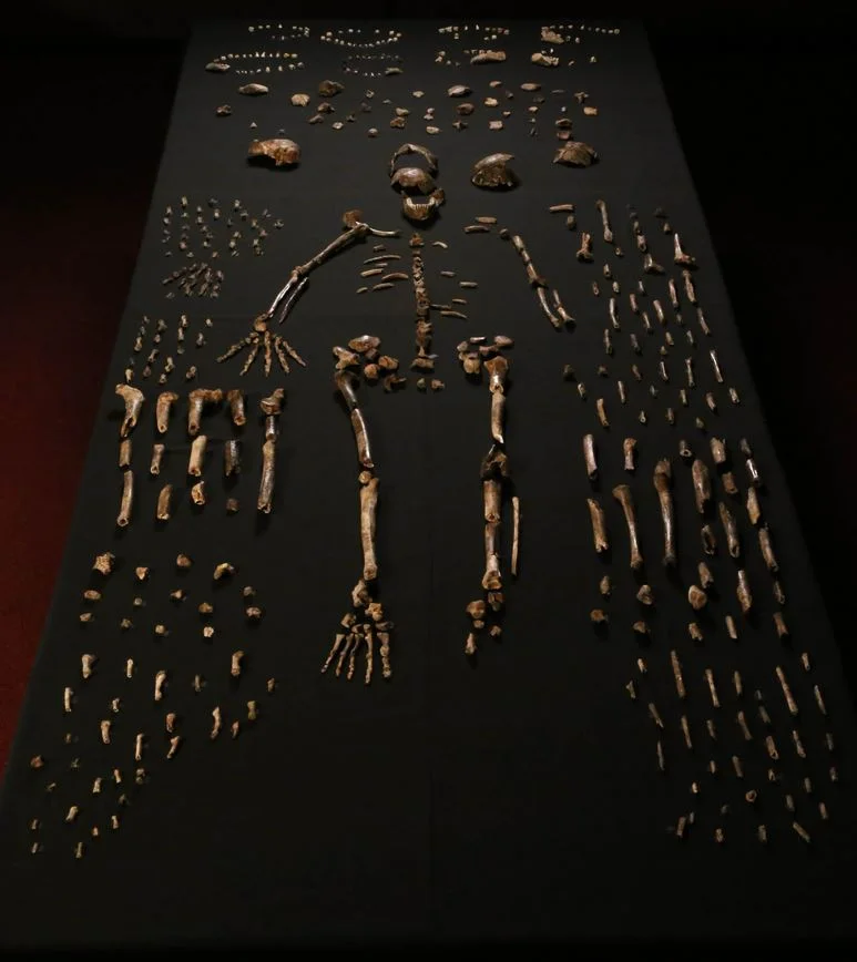 Homo naledi bones.JPG