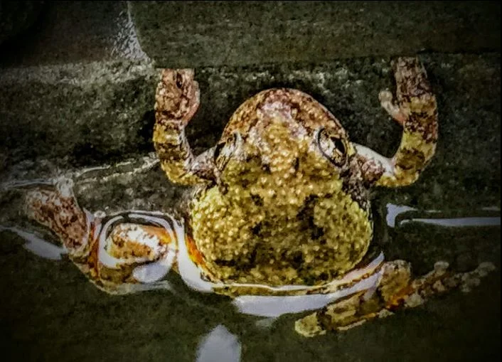 tree frog at surface.JPG