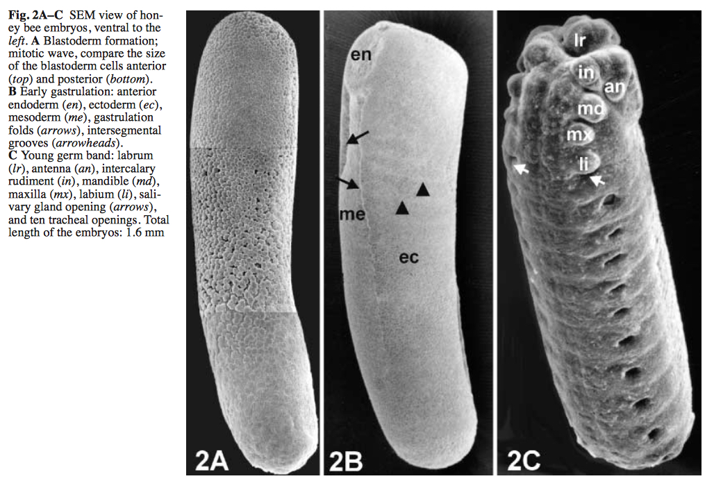 SEM honey bee embryos.jpg