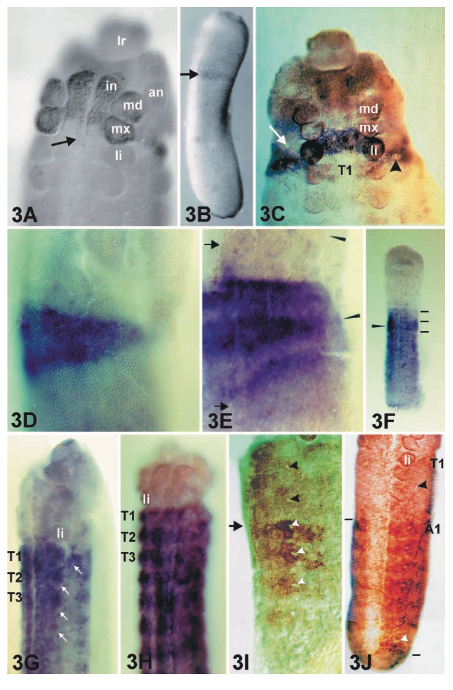 honey bee embryos - hox staining pic.jpg