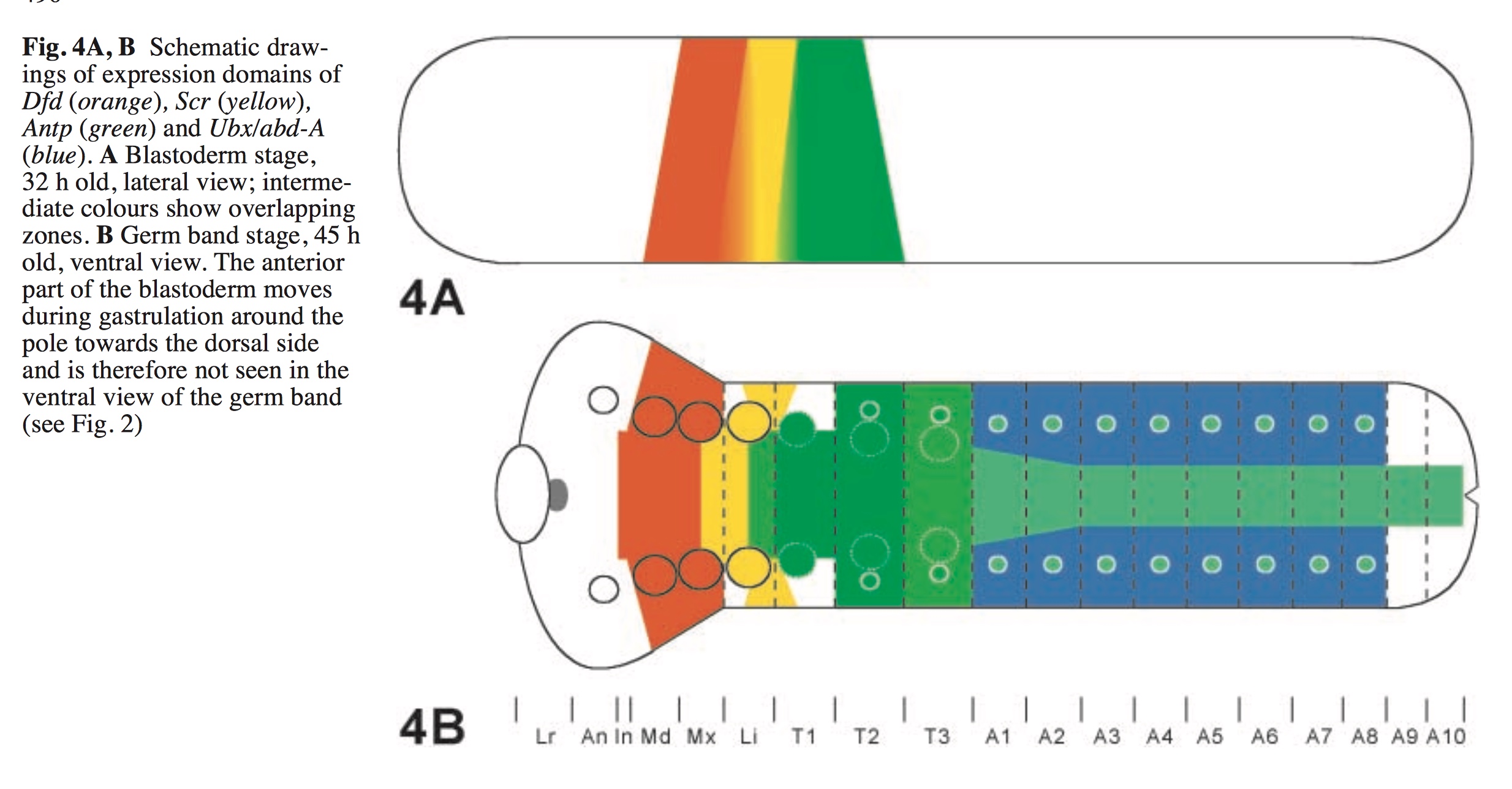 schematic of honey bee embryo development.jpg