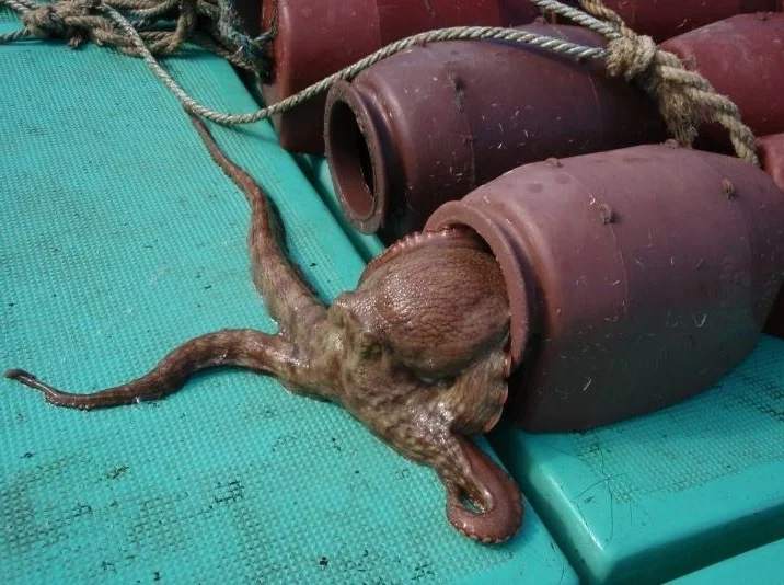 takotsubo with captured octopus.JPG