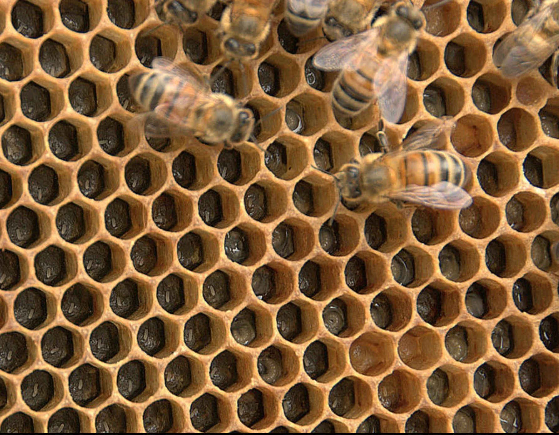brood comb with eggs and young larvae.jpg