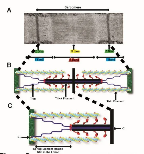 Titin illustration -  sarcomere image.JPG