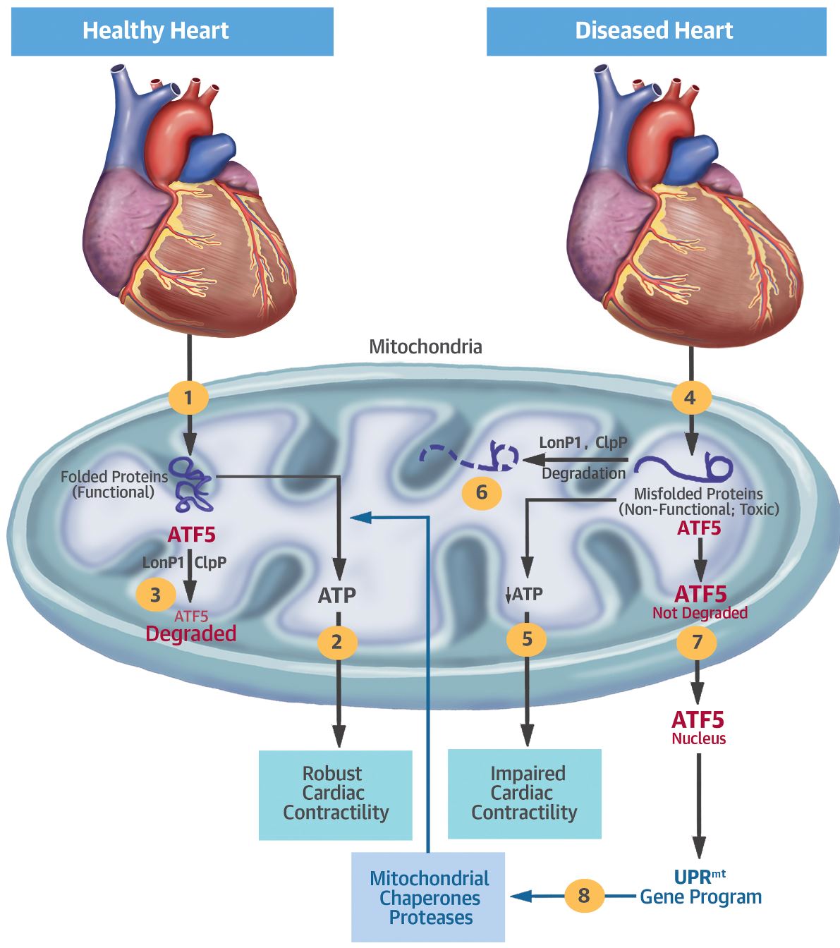 JACC article - cardiac mitochondria 3.JPG