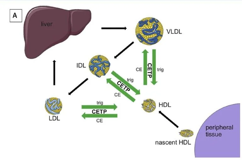 CETP and HDL.JPG