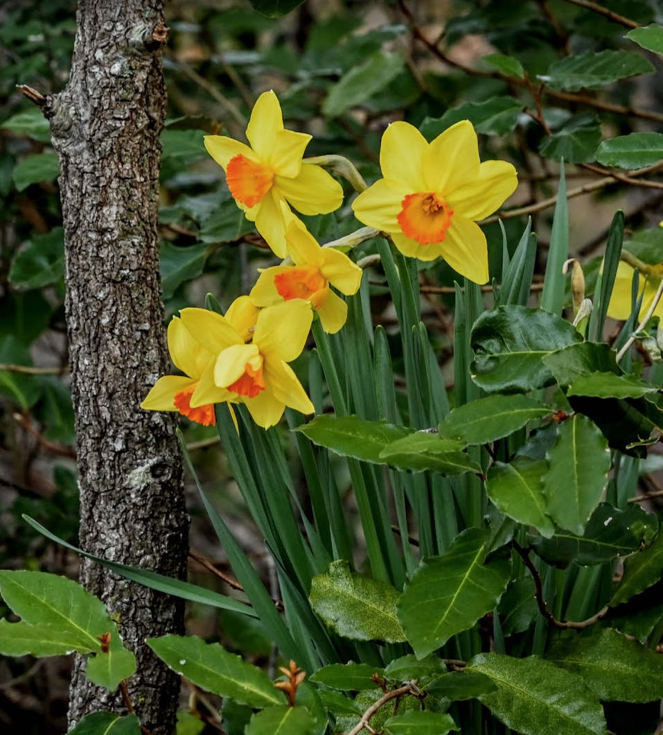 Screen Shot 2020-01-31 at 2.19.16 AM.png