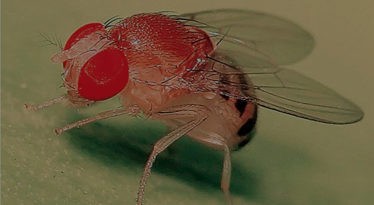    Genetics on the Fly: A Primer on the Drosophila Model System   