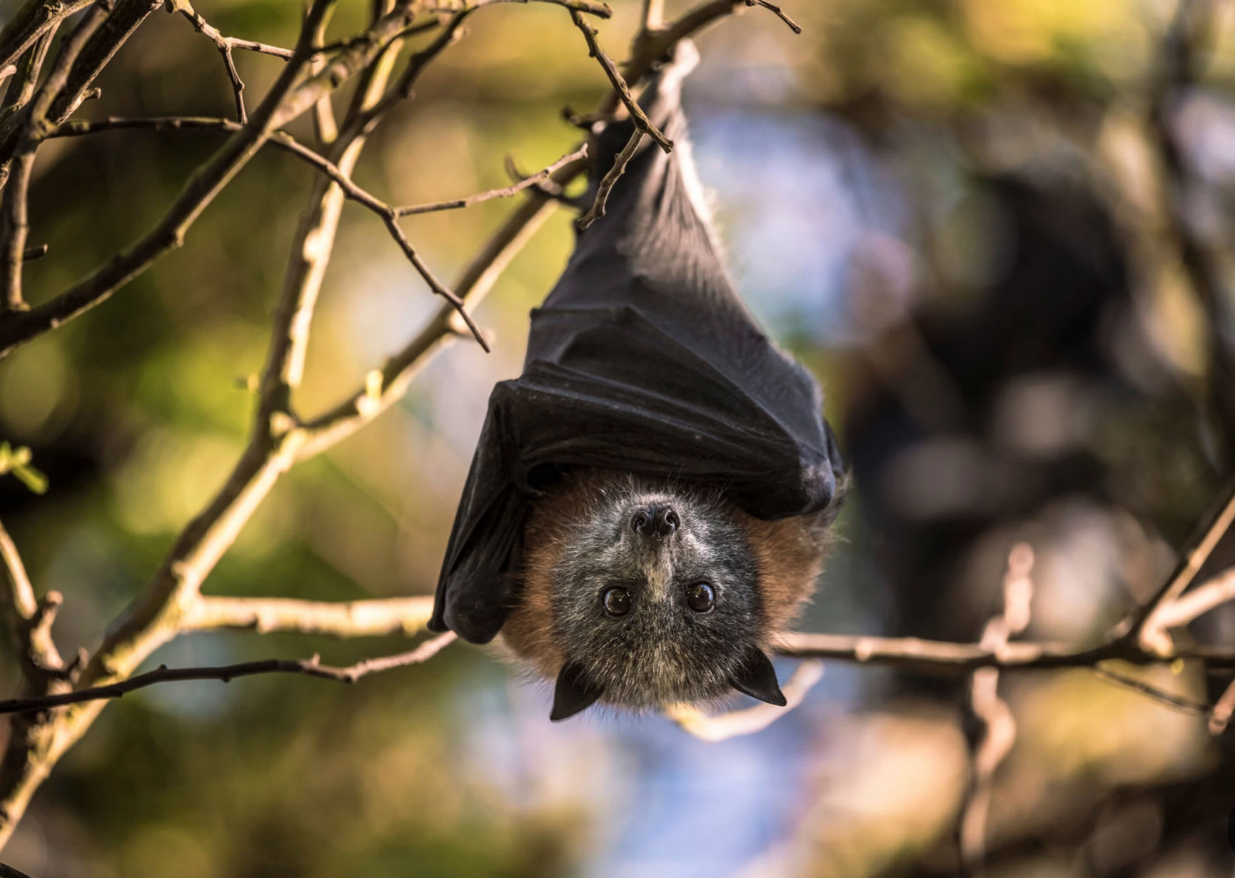    A Few Words on Behalf of Bats      -   NYT   -  12/11/20  