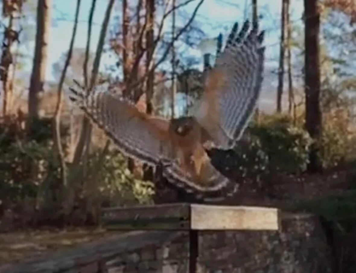    hawk  -  slo-mo video   